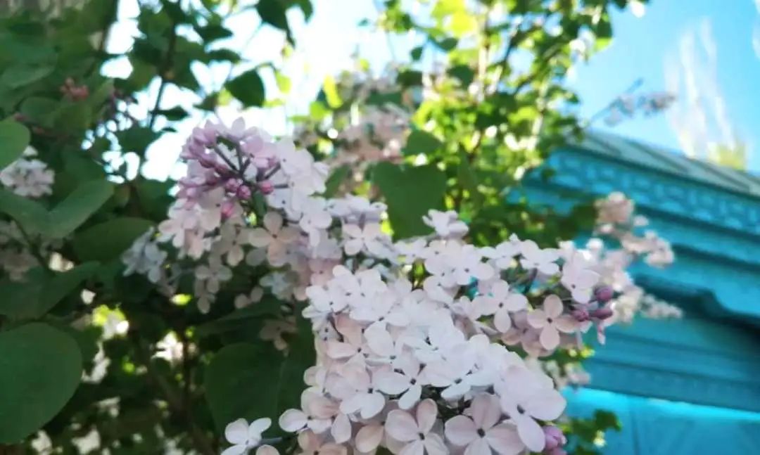 那拉提空中草原雪景照片,大草原的壮丽雪景图