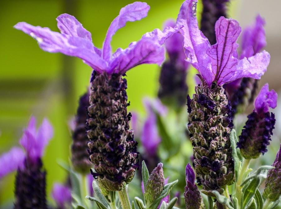 Nice兔meetyou,“属兔”的植物你知道多少?