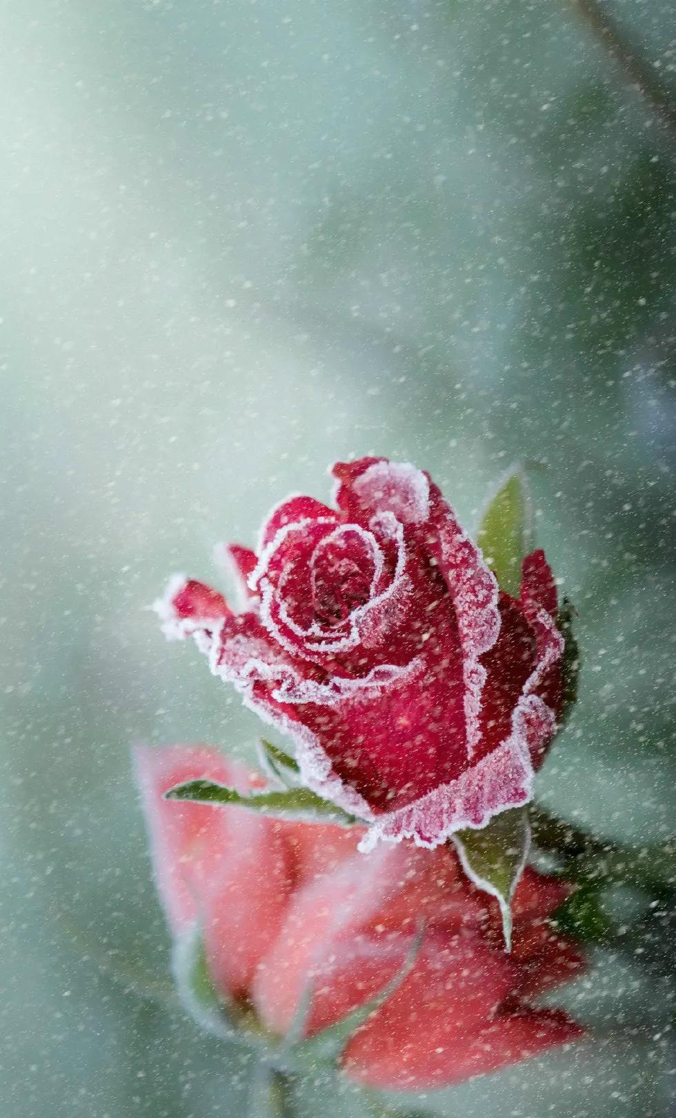 唯美玫瑰花手机壁纸,两朵玫瑰花图片唯美壁纸