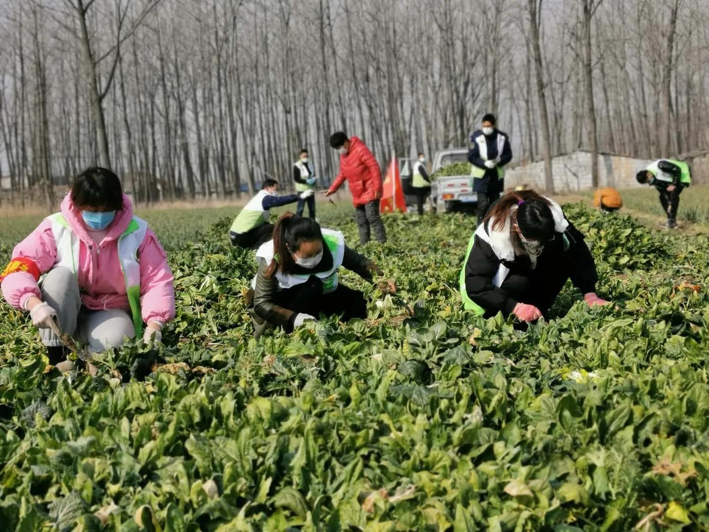 王振辉简历,王振辉
