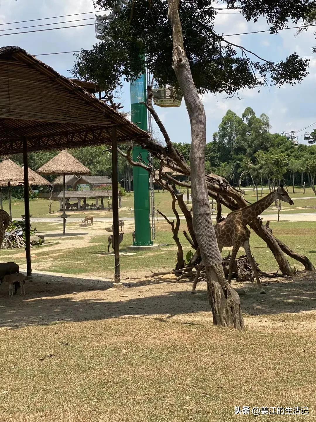 广州长隆野生动物园最好攻略,最近广州长隆野生动物园攻略