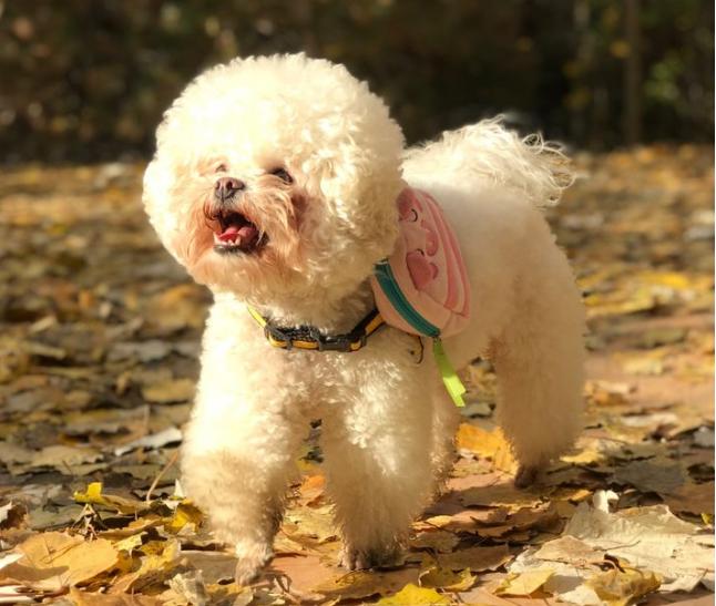 比熊突然变得亲近别人是怎么回事,比熊把人当妈妈