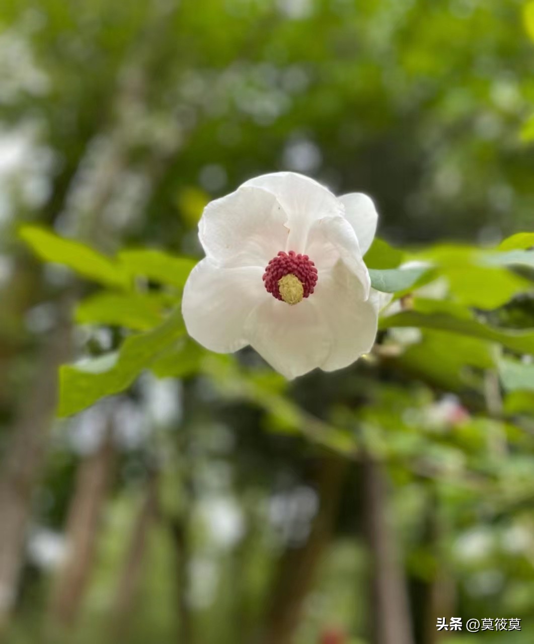 贵州省的省花叫什么名,贵州各个县的县花