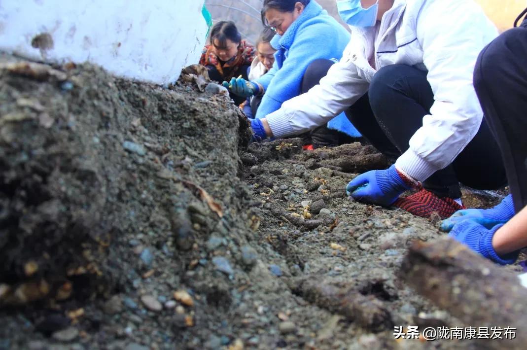 天麻种植产业园,发展天麻种植产业