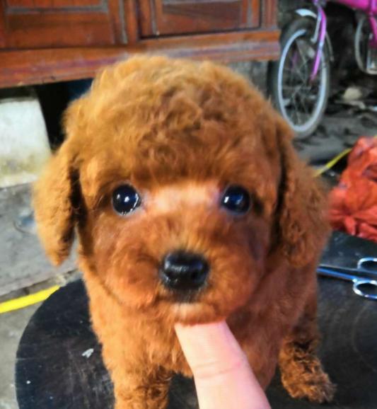 同一窝泰迪,同一窝小泰迪怎么挑选