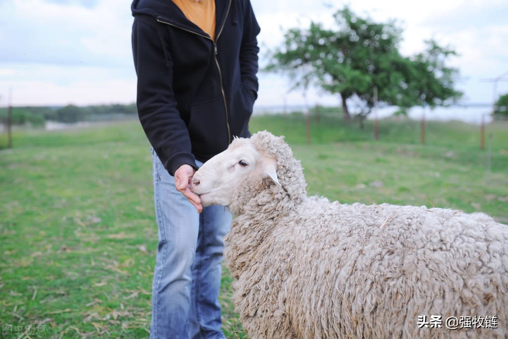 羊偷吃玉米不反刍怎么办,羊偷吃了红色玉米处理办法