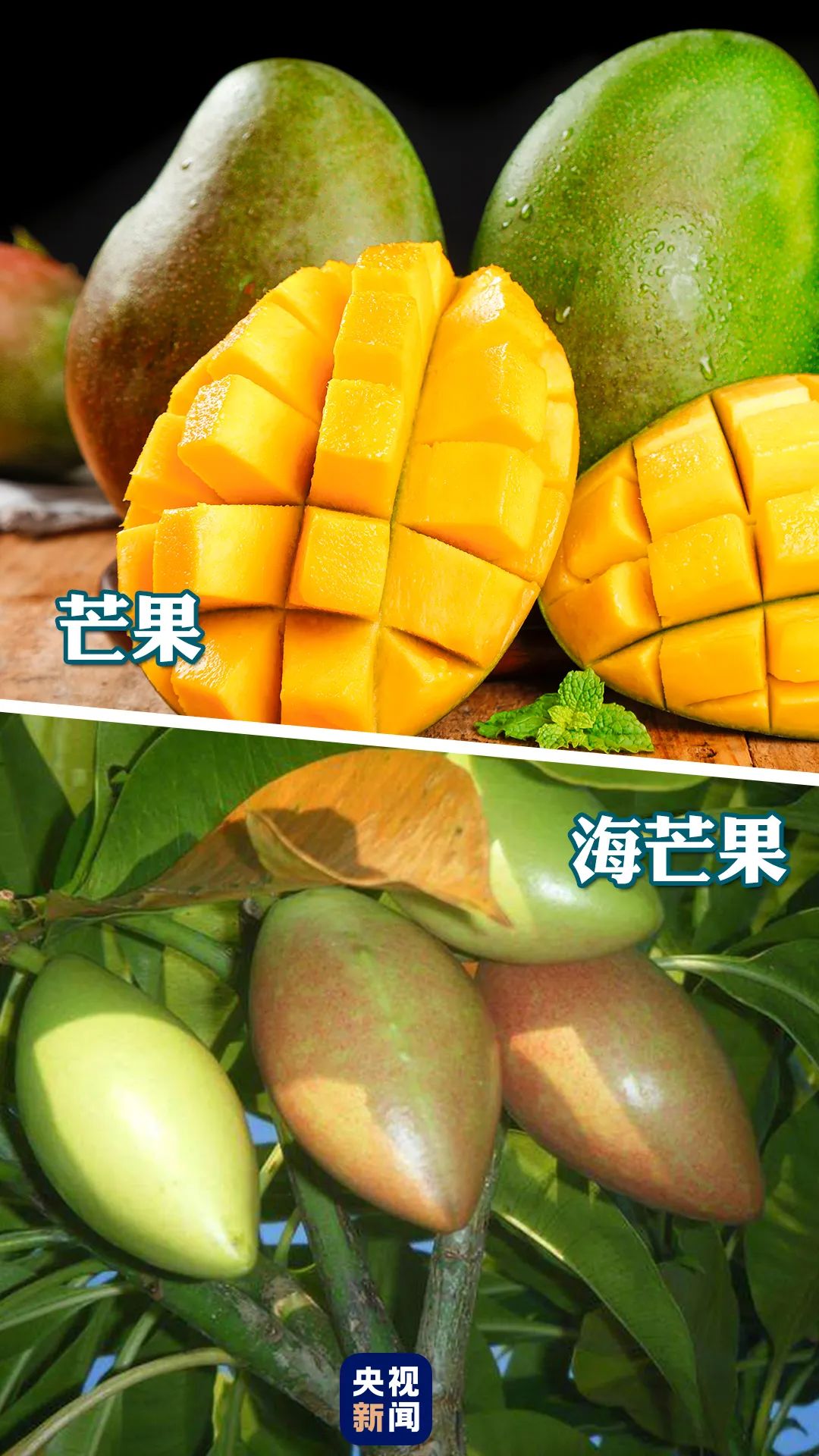 二十种最毒的章鱼千万别碰,怎么区分有毒章鱼