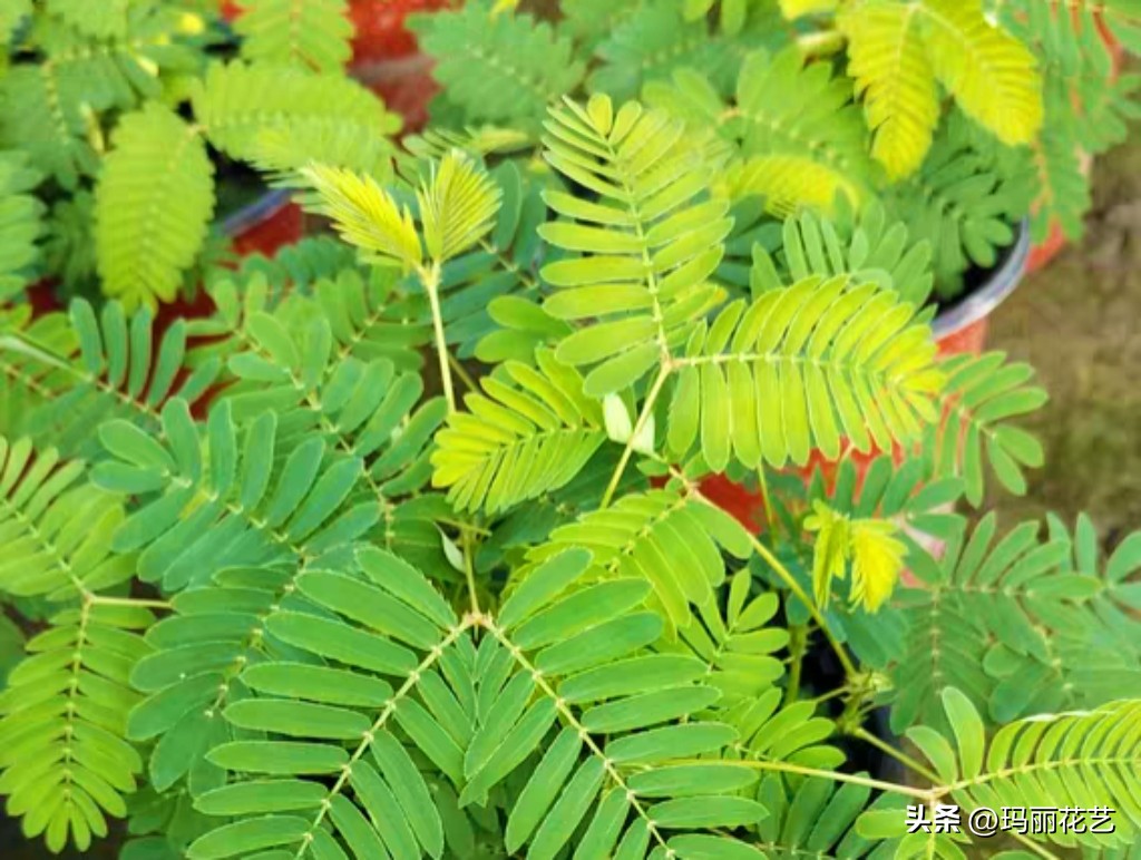 含羞草为什么老是会死,含羞草为什么会枯死