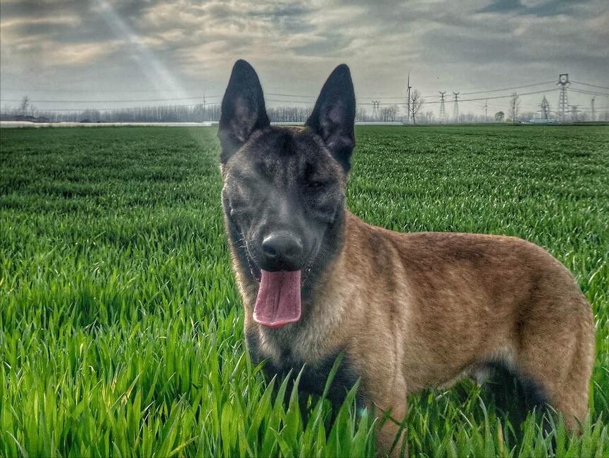 马犬是不是骗人的,马犬的十个不养理由和特点