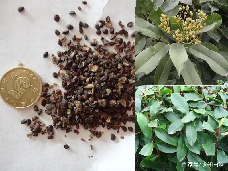 解读石楠花,石楠花有什么意义吗