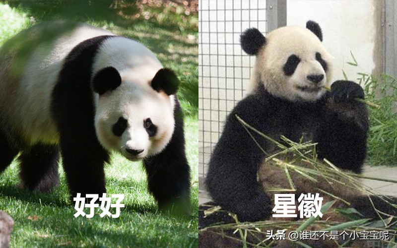 目前在国外的大熊猫有几只,大熊猫国外租借了多少只