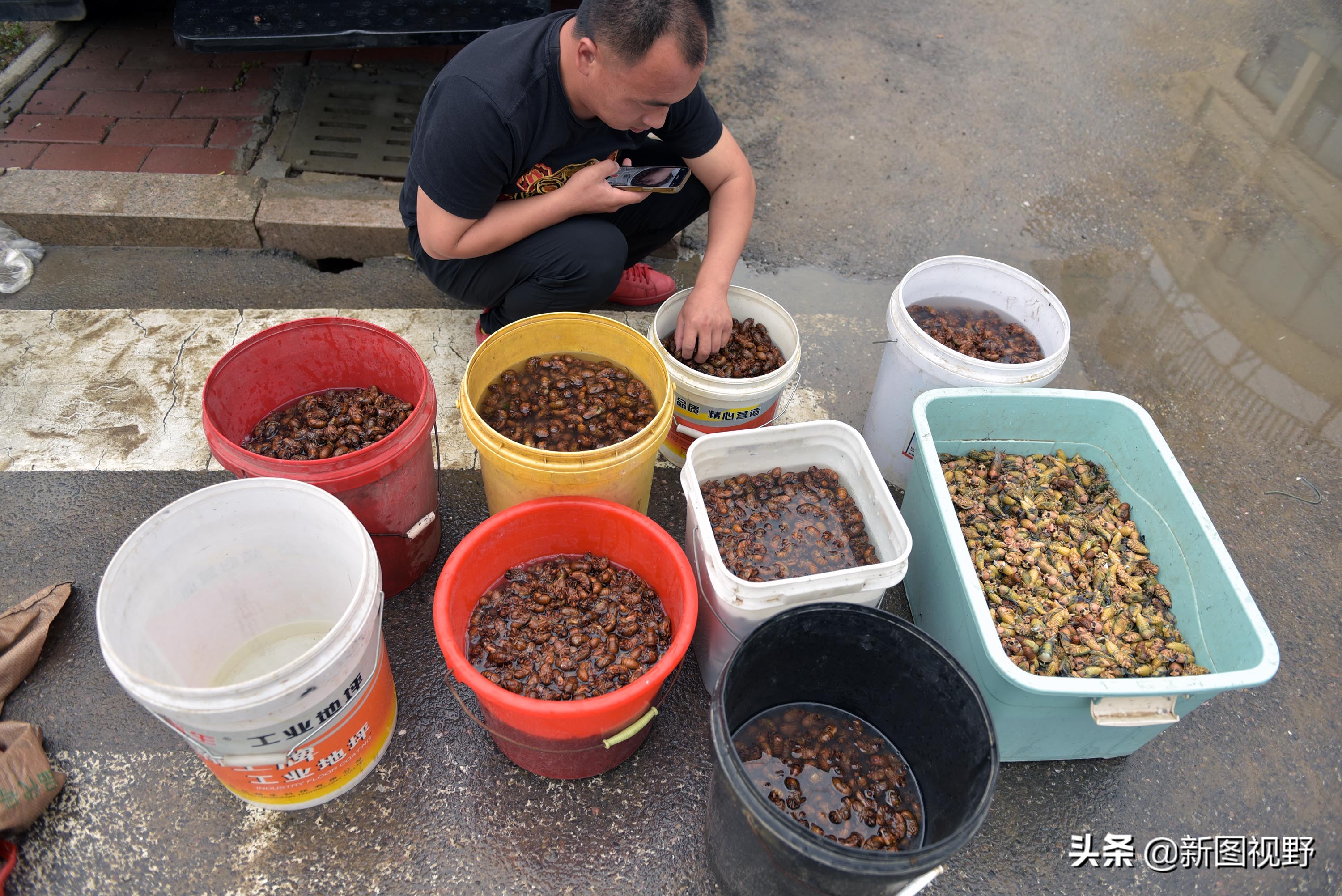 35岁青年网售金蝉爆单，有人一次买2000只，发快递忙得没时间吃饭