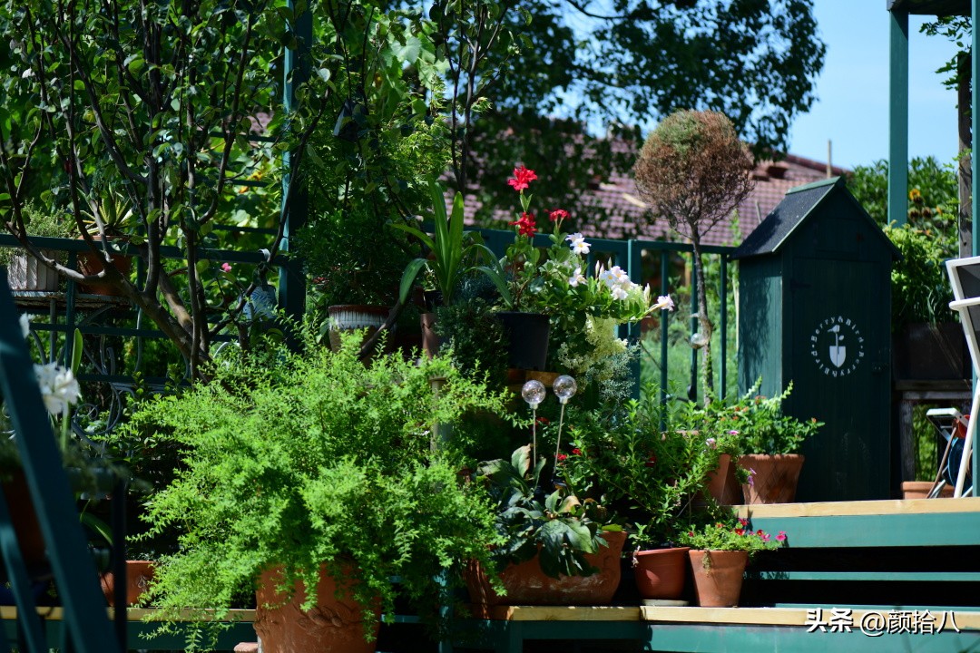 几乎没有存在感的七里香，到底是怎样的？|园丁