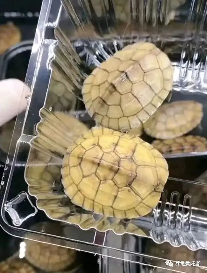 黄喉小青为什么越养越黑,黄喉小青龟变黑