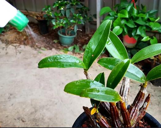 石斛兰黄叶怎么解决,石斛出现黄叶怎么办