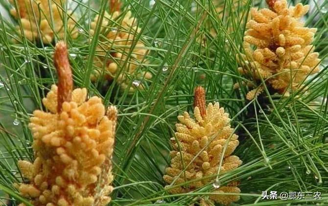 广州原汁原味的松花粉多少钱一斤,松花粉多少钱一斤正宗的松花粉