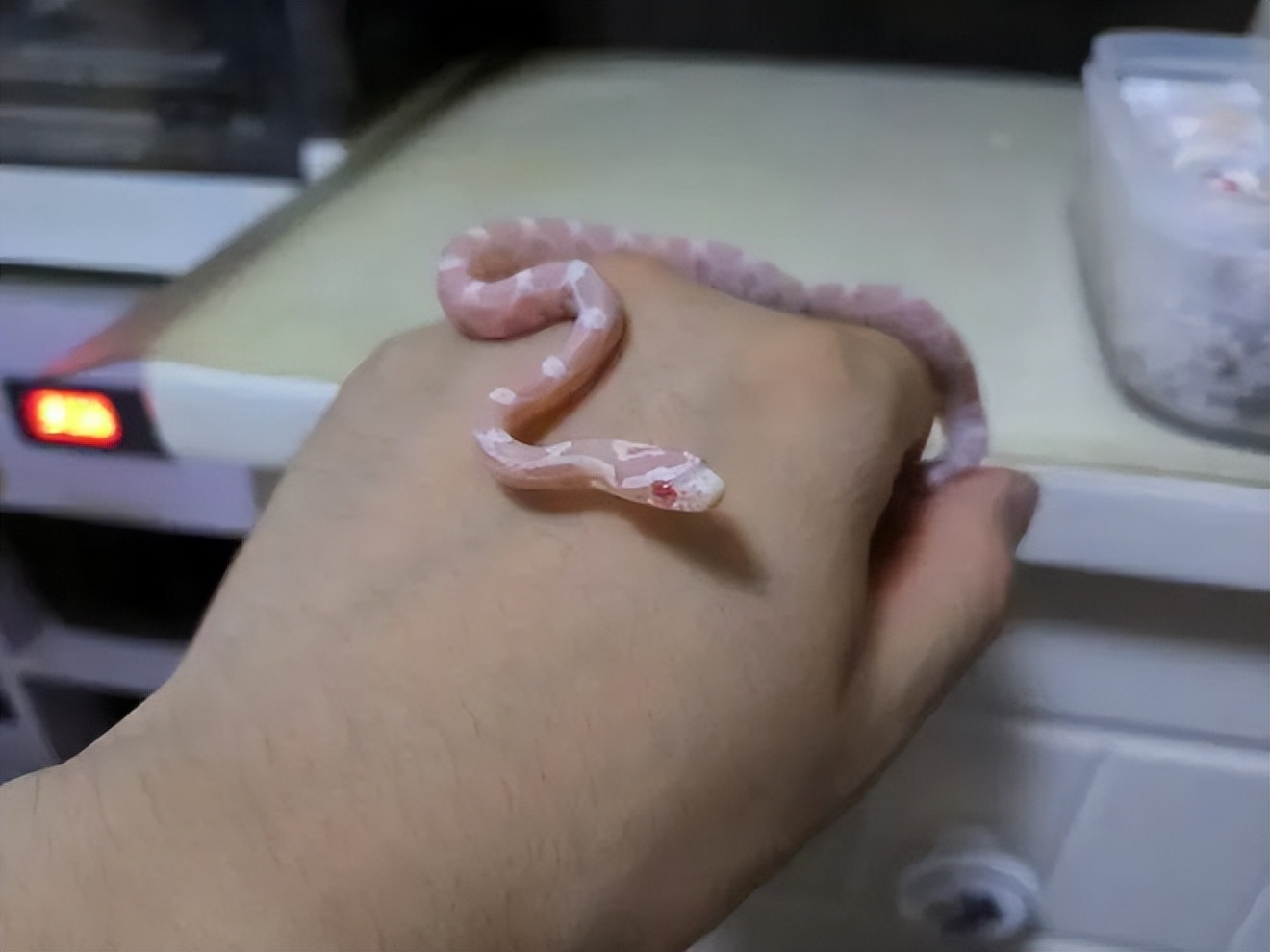 10种奇特的宠物,最有灵性的五种宠物你最想养哪个