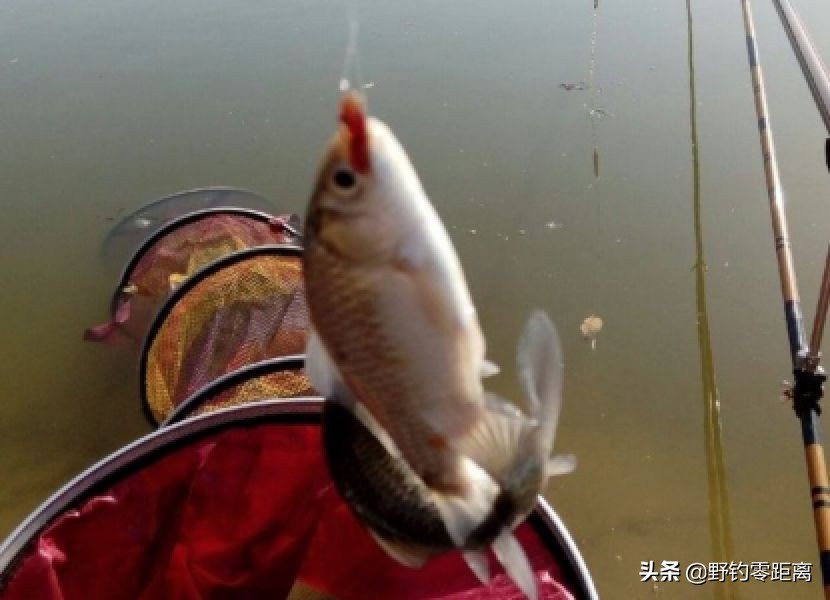 冬季怎样保持钓鱼用的红虫和蚯蚓,北方冬季钓鱼用红虫还是蚯蚓