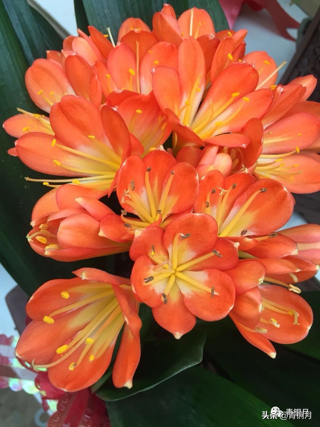 第13课：沈从文《月下》（10万+课程老师讲义）