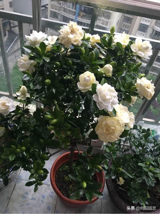 室内好养的香花,适合室内养的有香味的花四季