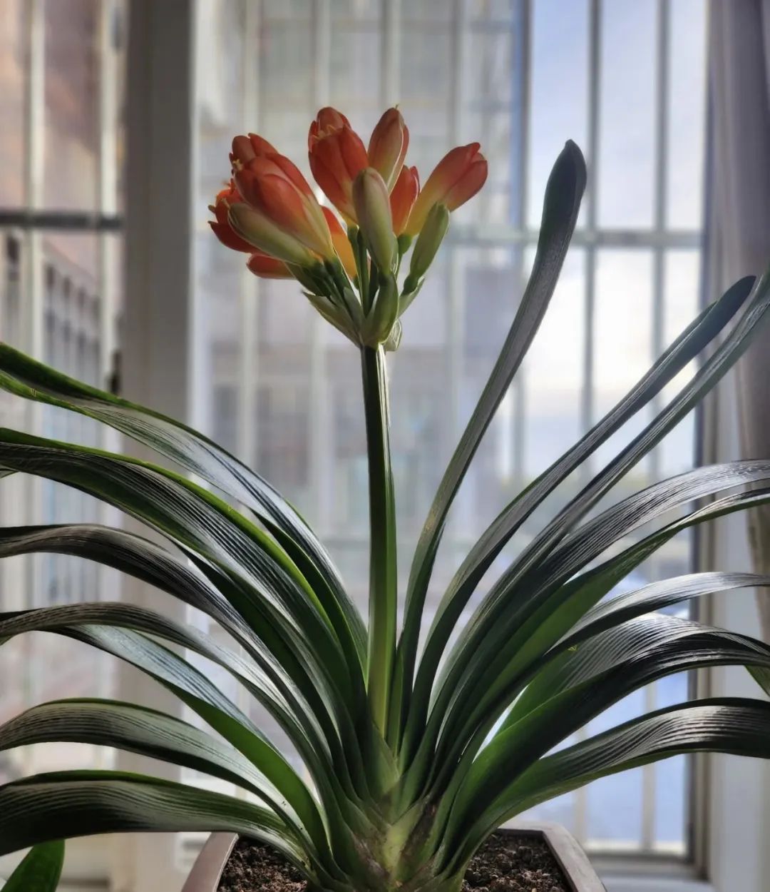 养花公认最美4种花满屋飘香,什么花可以给家里带来阳气好运