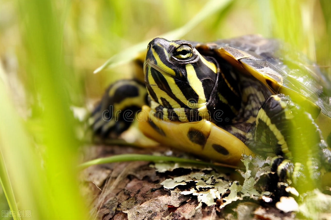 乌龟雄雌分辨,如何从龟的排泄孔分辨公母龟