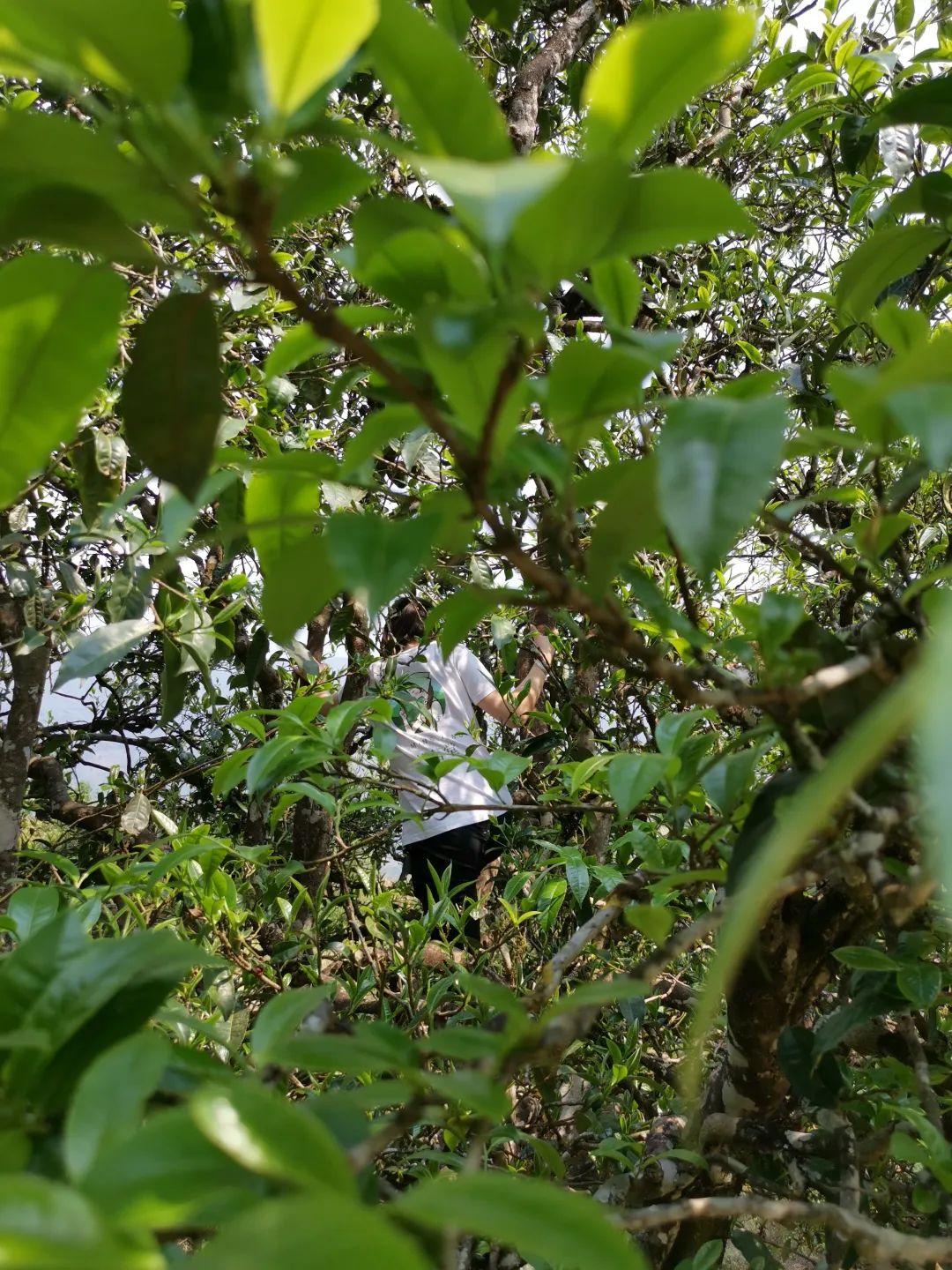 网购茶叶怎么选购最好的呢,盘点网购茶叶的4个省钱小技巧