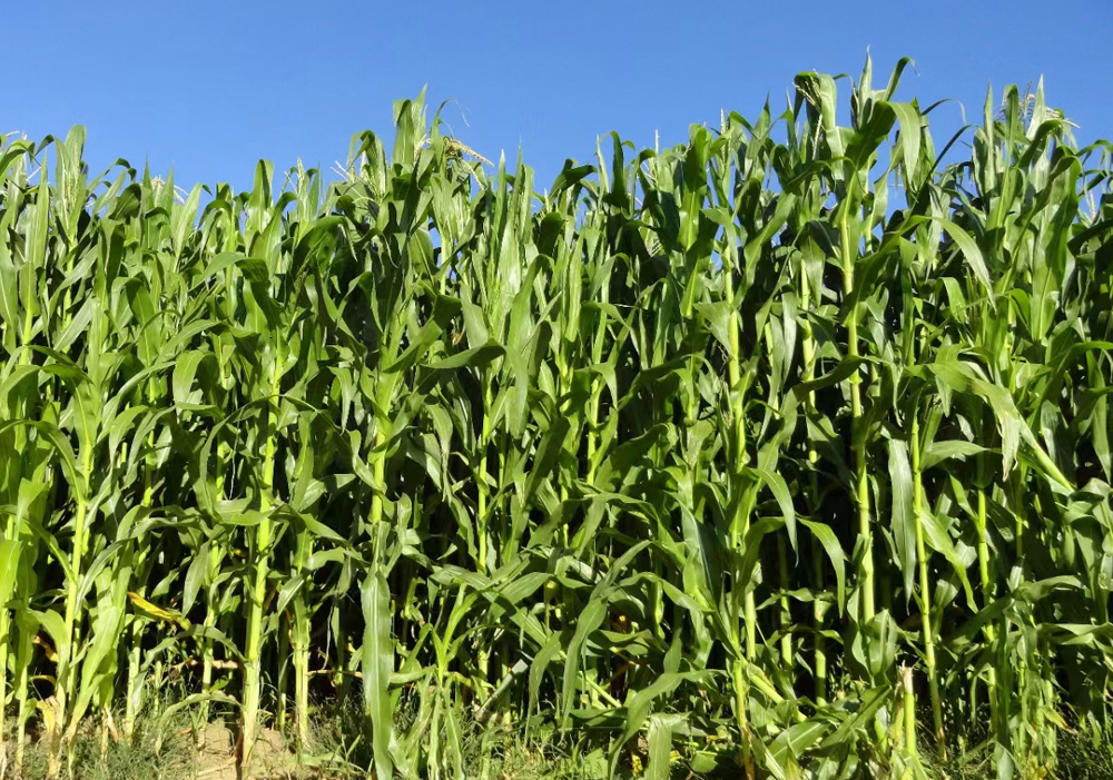 同一种玉米种大粒和小粒哪个好,玉米品种大粒好还是小粒好