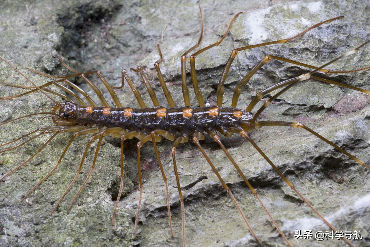 蚰蜒会钻到人的耳朵里吃脑子吗,蚰蜒会吃脑浆吗
