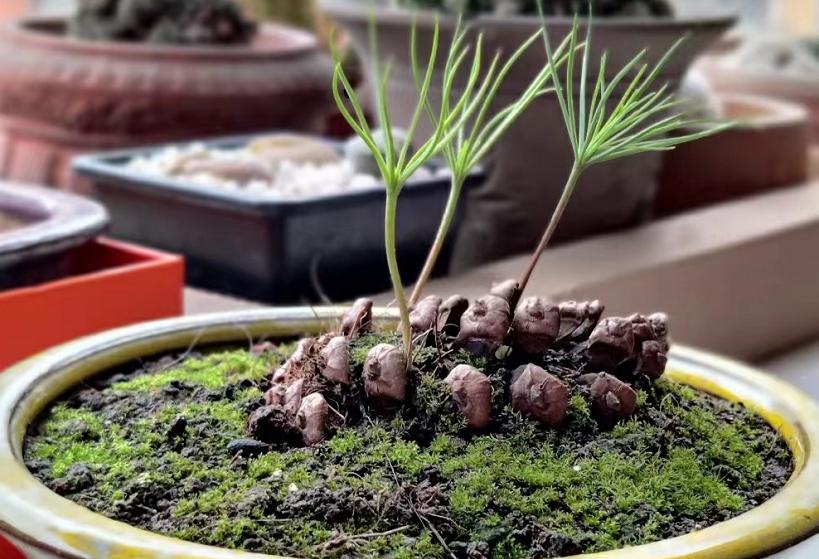 松果的生长过程小视频,松果成长过程