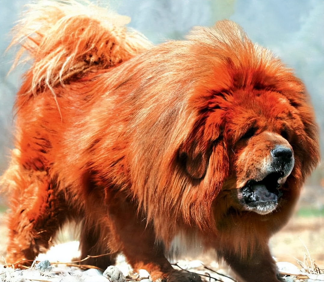 男子救助藏獒,男子收养一只流浪藏獒