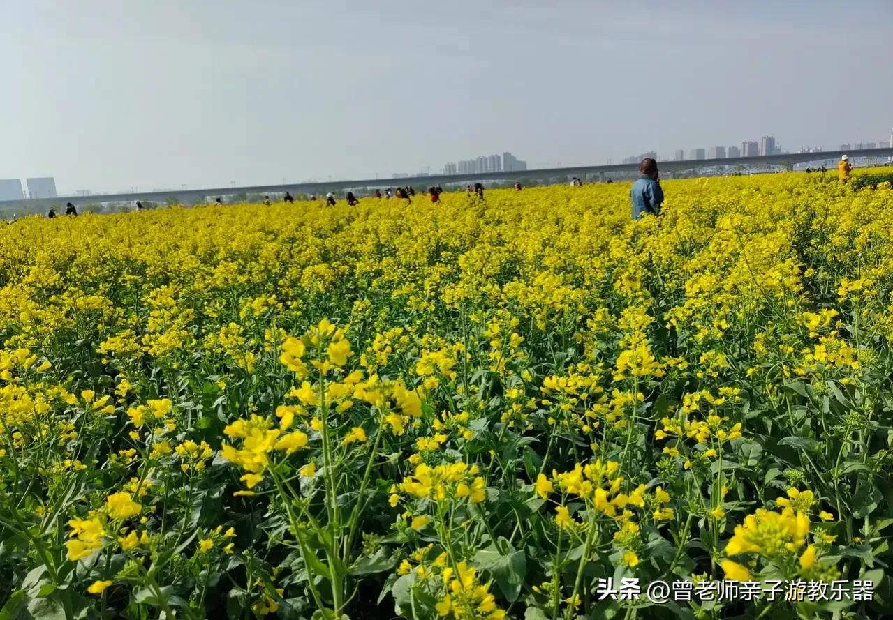 西安油菜花花海,西安看油菜花的地方都有哪些景点