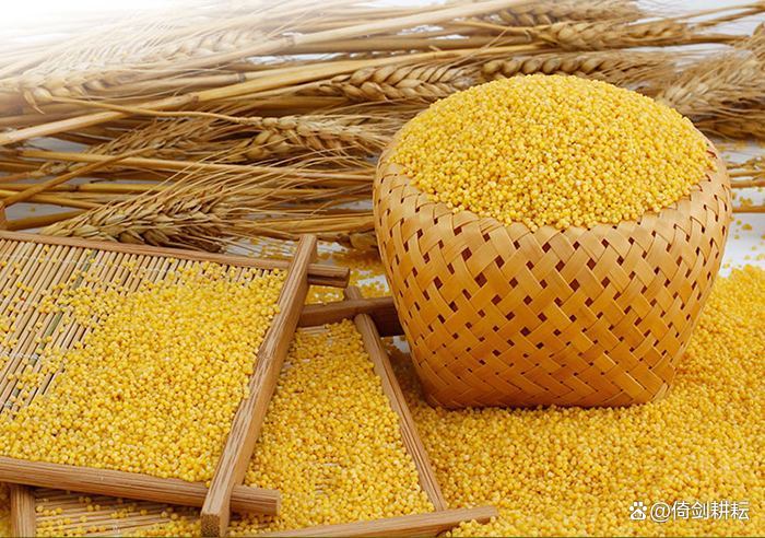 五谷杂粮小米作用,五谷之首唯小米美味可口又营养