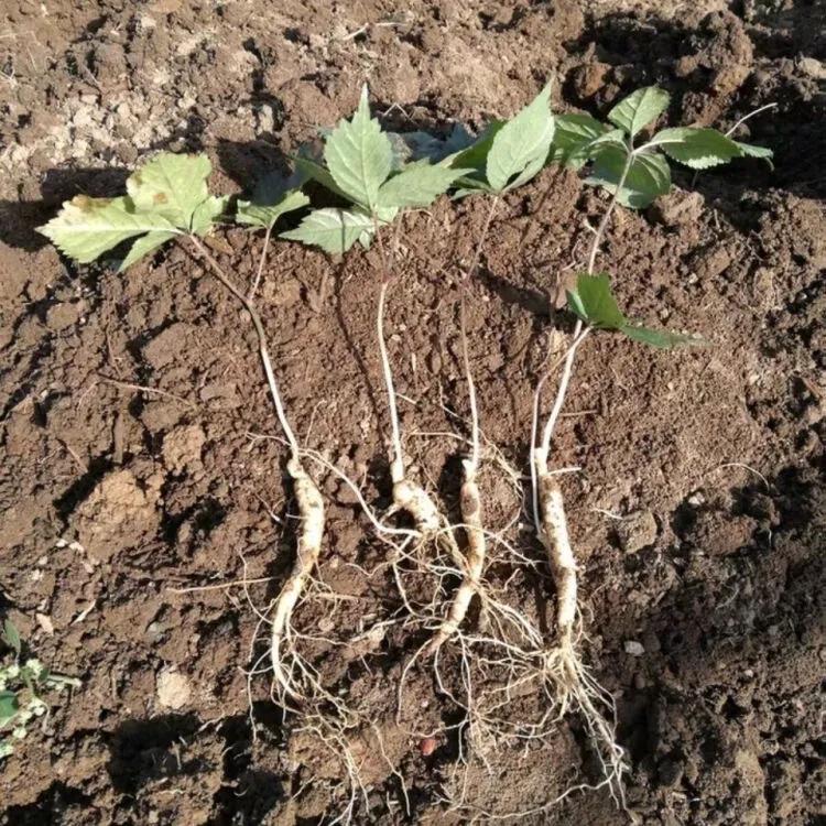 网购人参有什么坑,淘宝卖几十块的人参靠谱吗