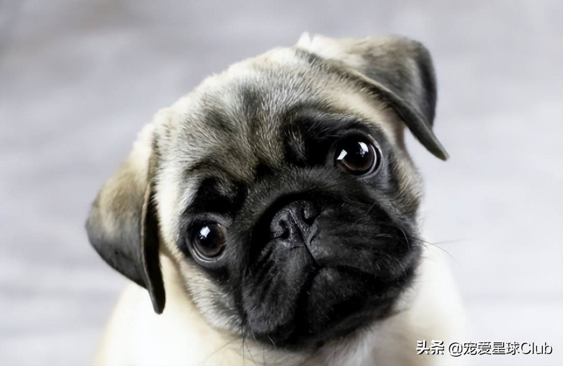 富人家的狗vs穷人家的狗,富人和穷人家的狗