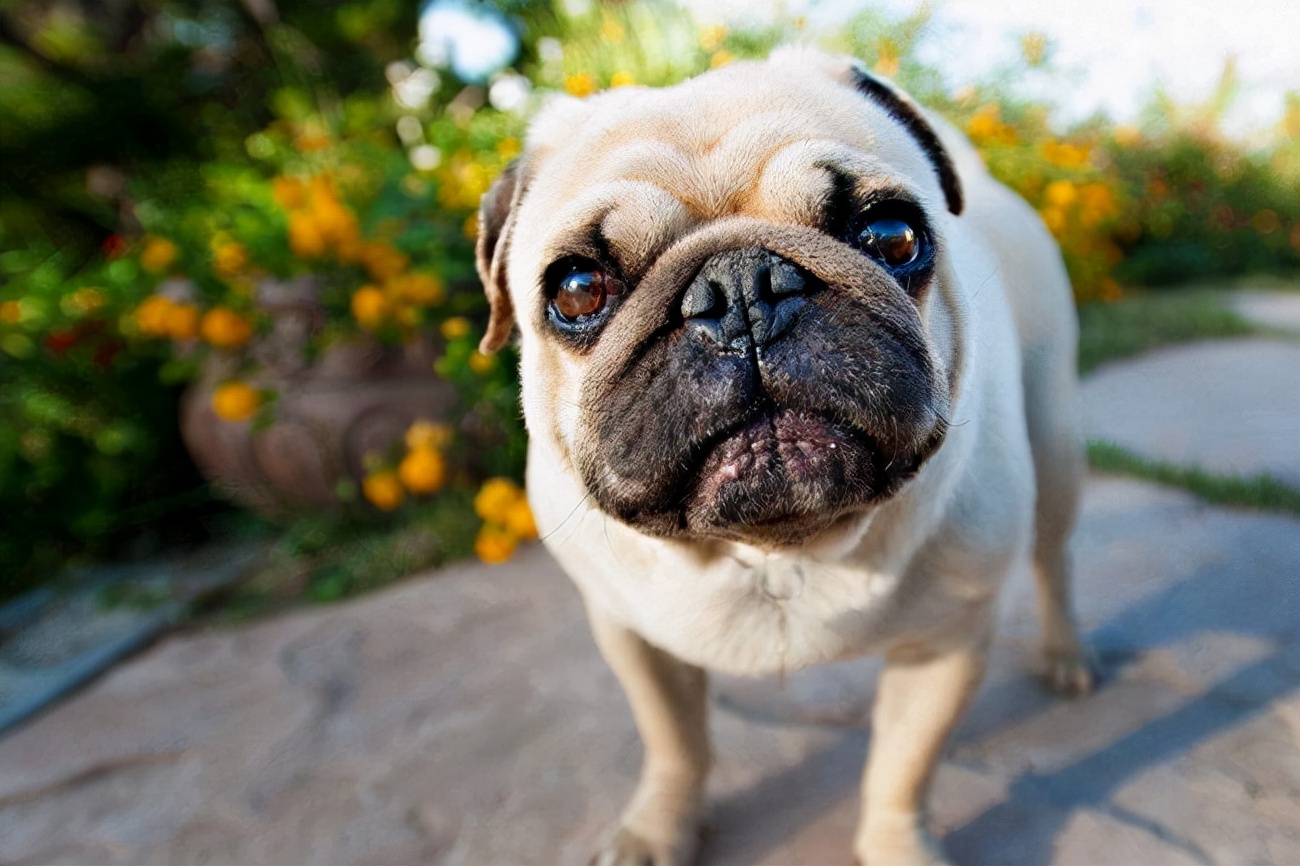 巴哥犬站不稳四肢无力怎么回事,巴哥犬站立不住是什么原因