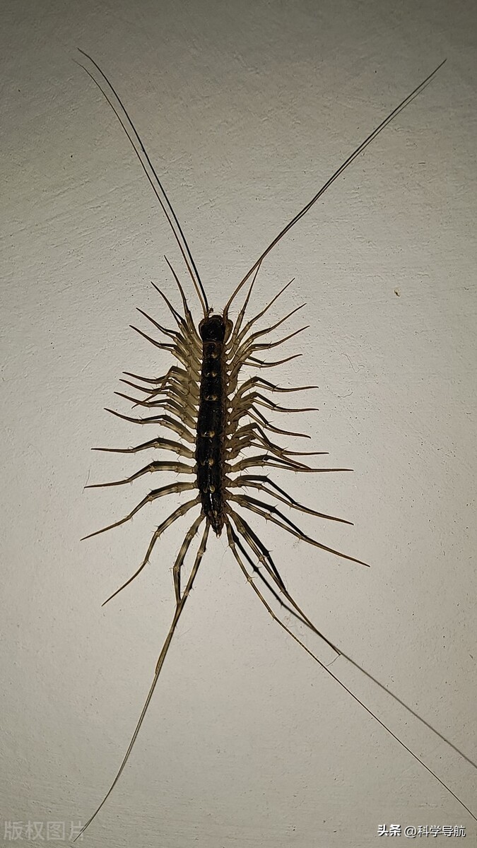 蚰蜒会钻到人的耳朵里吃脑子吗,蚰蜒会吃脑浆吗