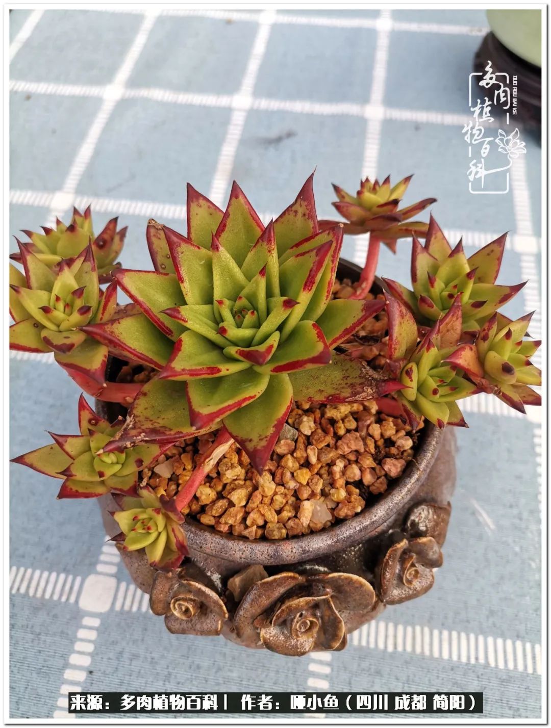 看世间繁华品一生,看世间繁华品人生美味