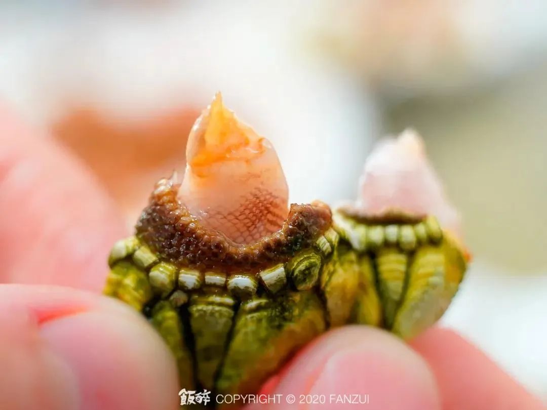 珠海海鲜开渔期,珠海海鲜自助攻略推荐