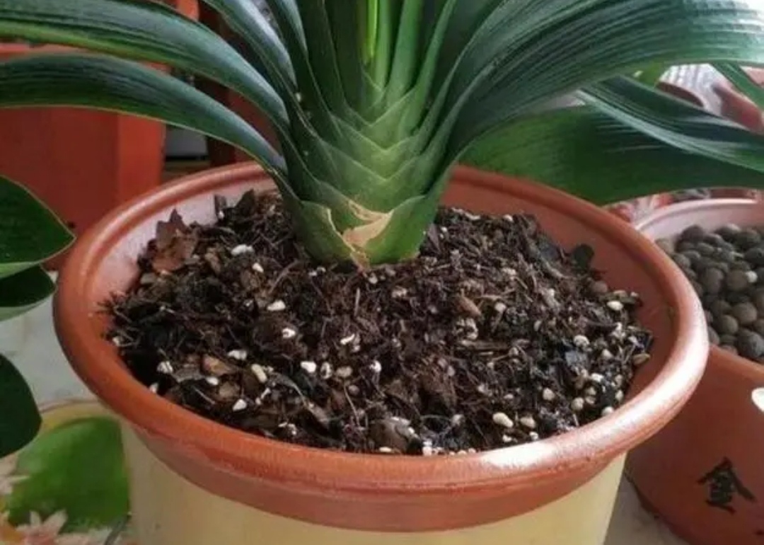 养花的旧土怎样培植成营养土,怎样培育肥沃的养花土