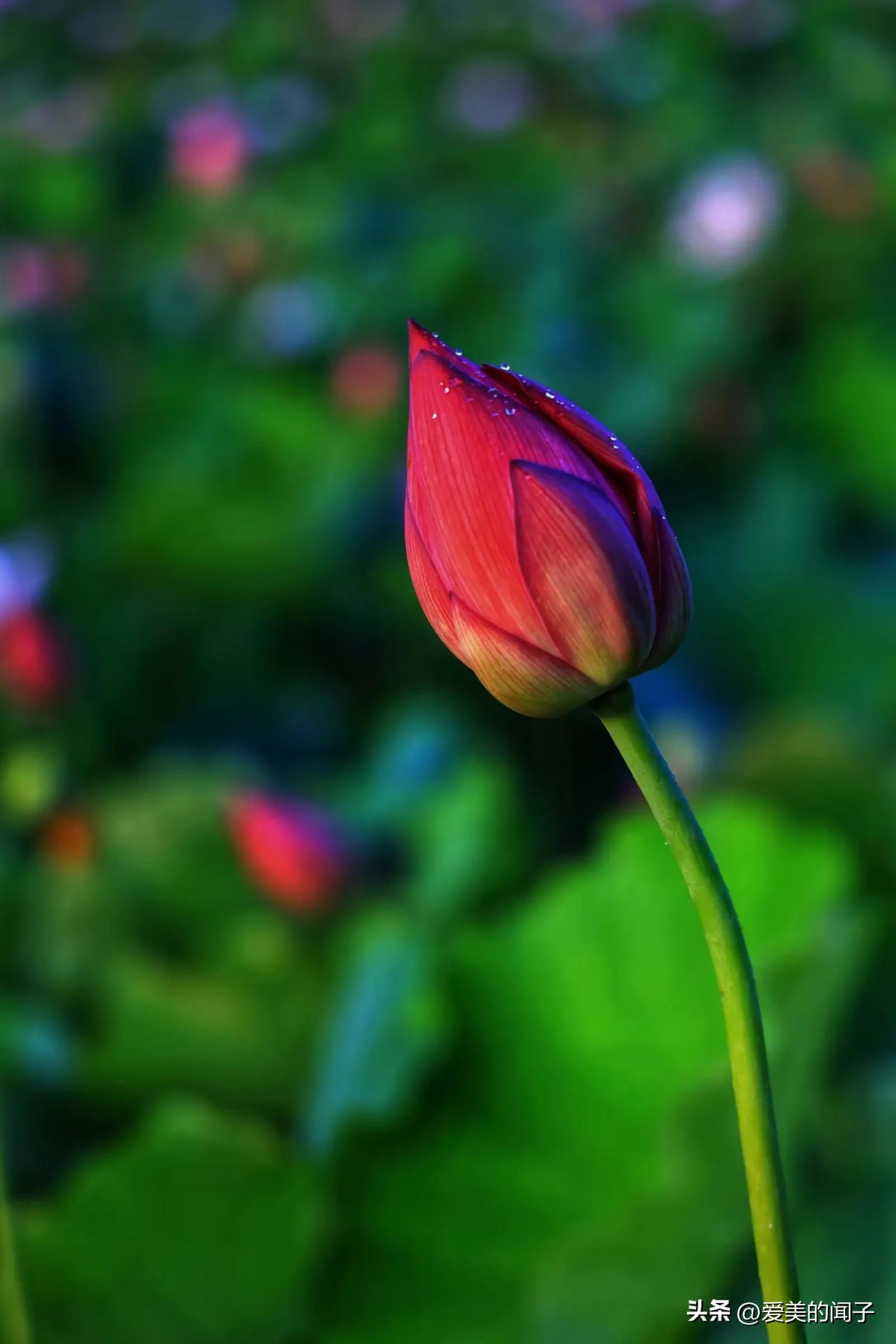 荷花仙子美得让人醉,夏日的荷花美景为你带来凉爽