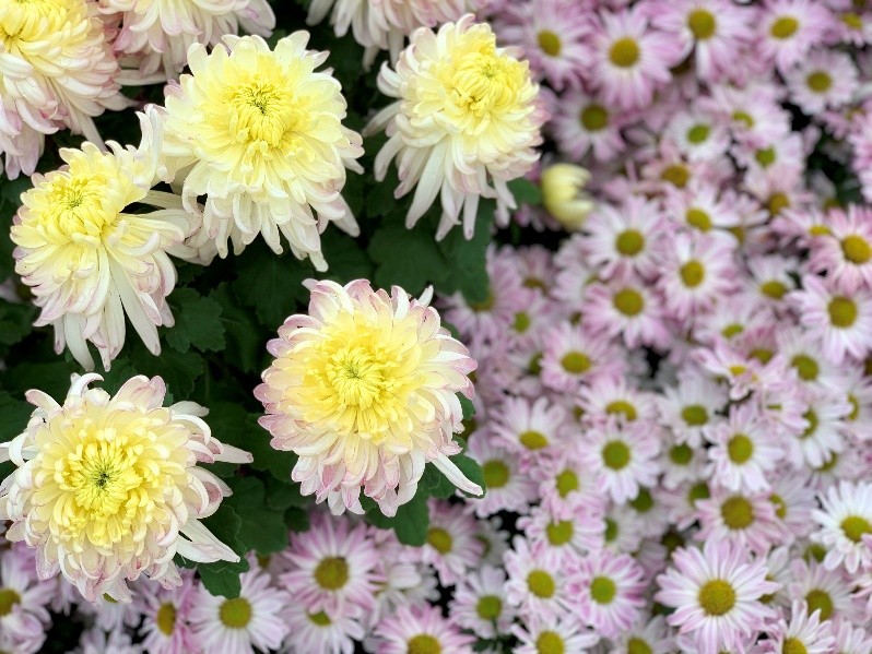 东湖公园菊花展有多少种菊花,菊花展东湖公园深圳