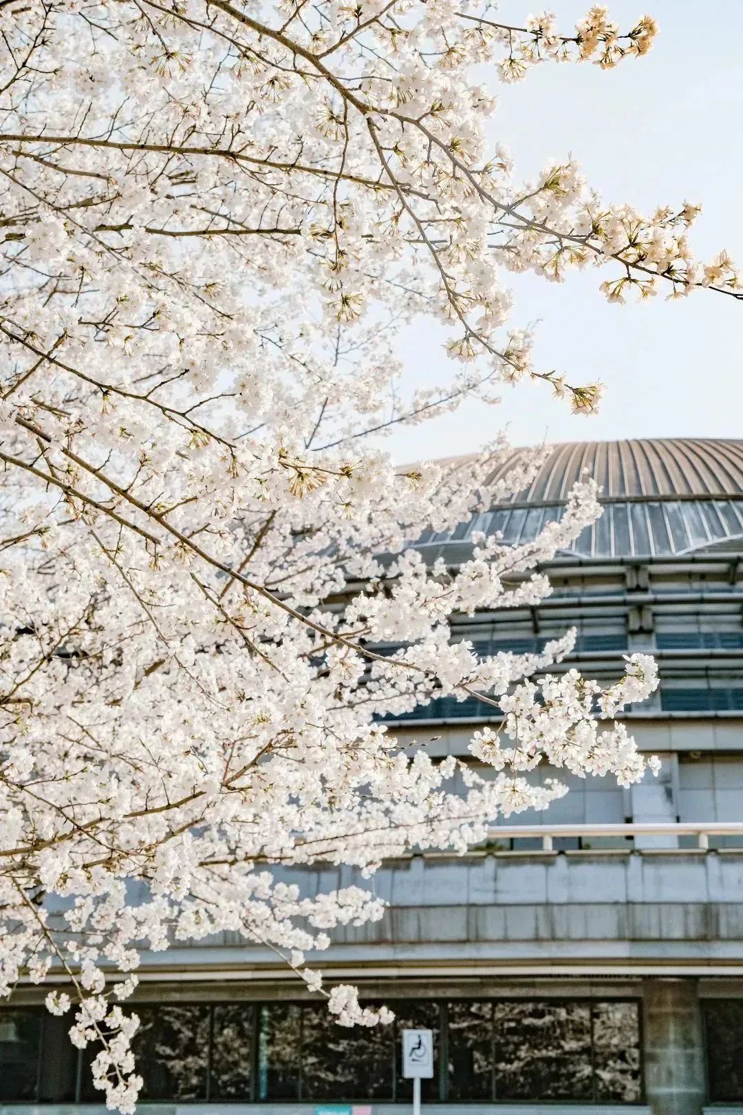 雨樱也浪漫！浙工大美美美！