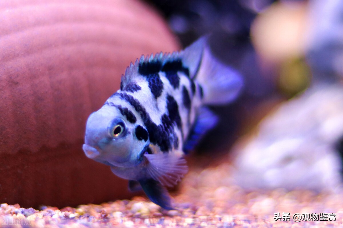 迷你鹦鹉产卵死了是怎么样的,迷你鹦鹉幼崽总是死