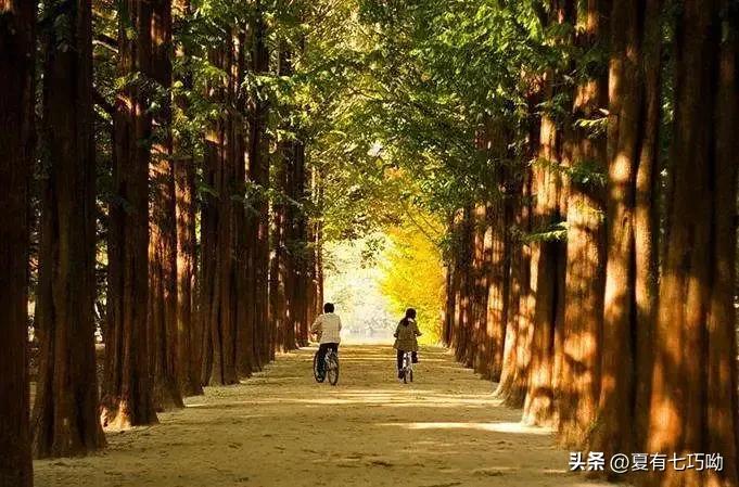 韩国南怡岛攻略,韩国南怡岛地图