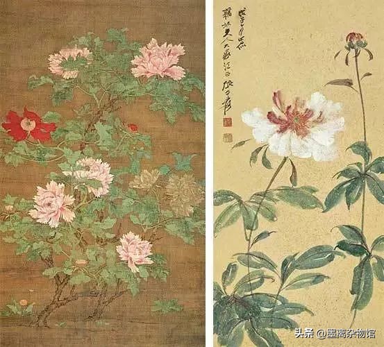 国花牡丹的历史起源,中国国花为啥是牡丹