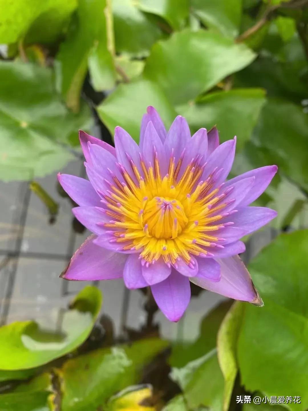 荷花睡莲常用于园林水景布置,小型睡莲的养殖方法和技术视频