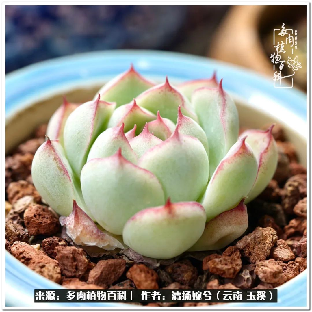 夏天好养颜值高的多肉,可爱的小多肉