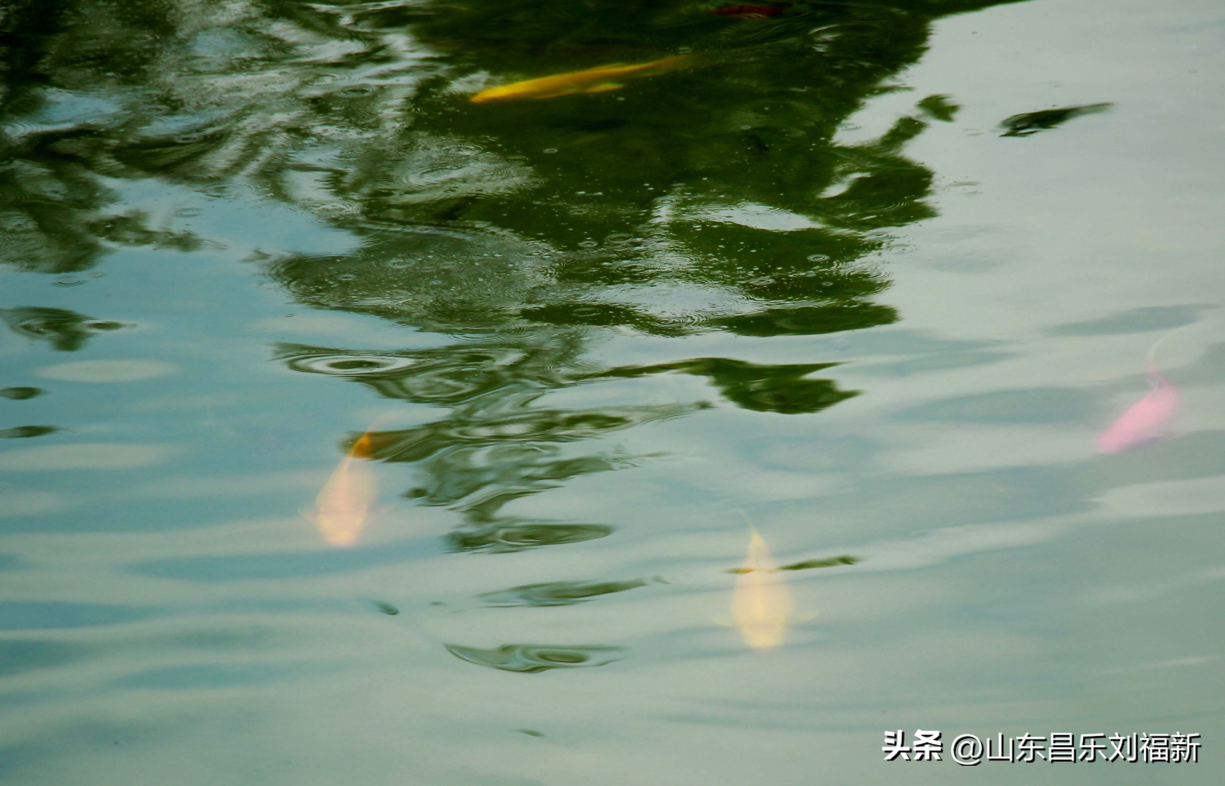 意大利蜻蜓和红蜻蜓,红蜻蜓与台湾红蜻蜓