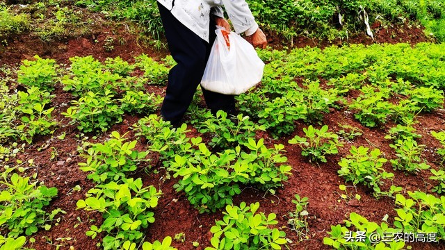 花生专用肥和花生药肥哪个效果好,花生微肥使用时间